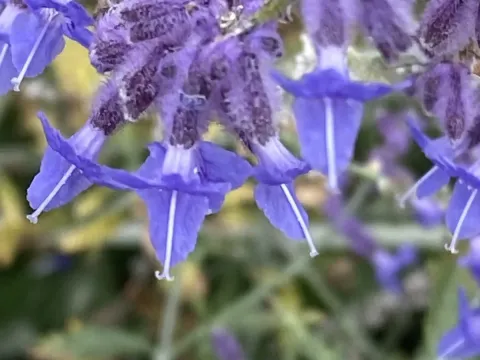 Salvia yangii