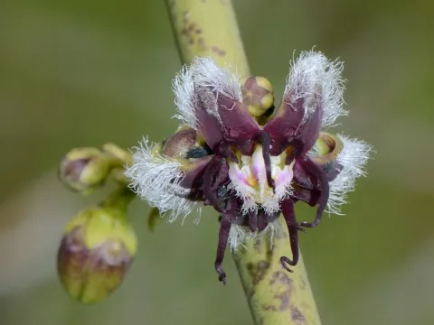 Silk vine