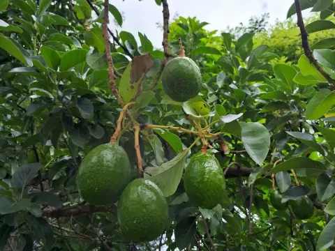 Avocado