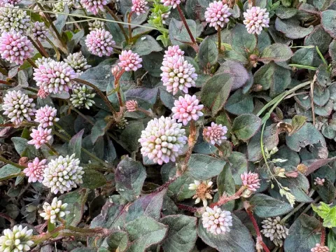 Knotweed