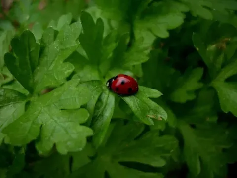 Parsley