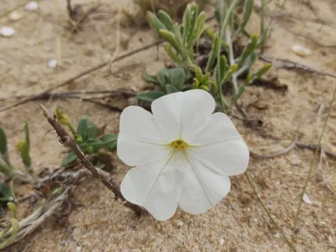 Petunia