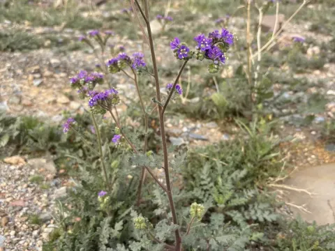 Phacelia