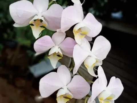 Phalaenopsis