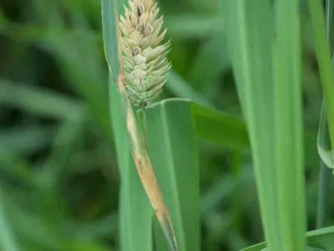 Canary grass