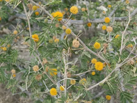 Vachellia