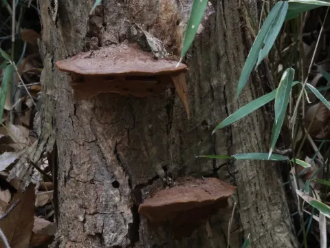 Phellinus