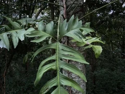 Philodendron