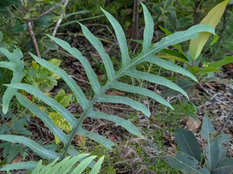 Phlebodium