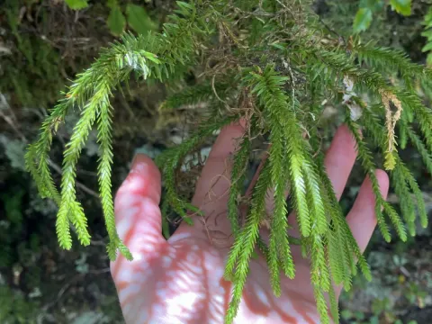 Phlegmariurus