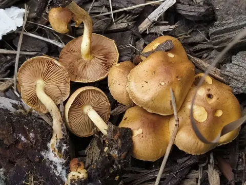 Pholiota