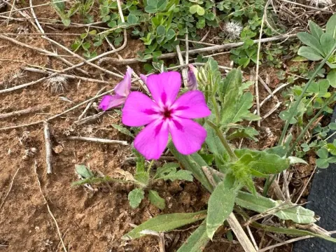 Phlox