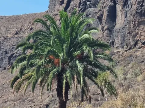 Date palm