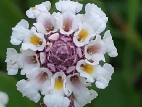 Lippia