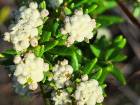 Phylica