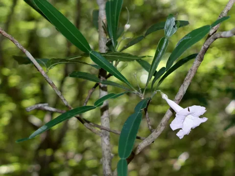 Phyllarthron