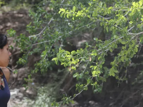 Филлостилон