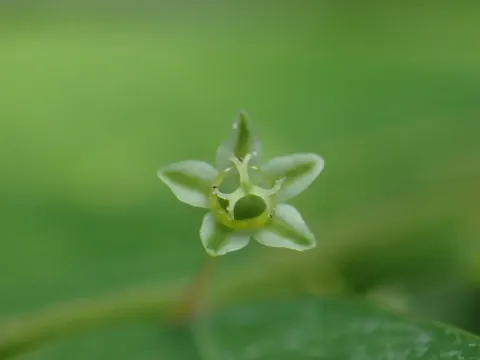 Філантус