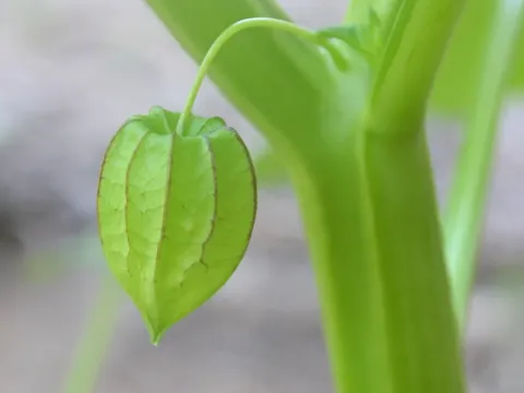 Физалис