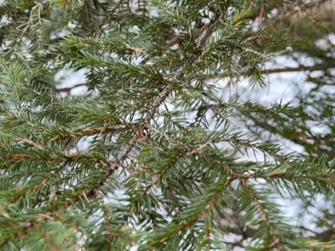 Ялина