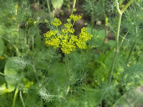 Кріп