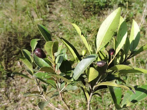 False clove pimenta
