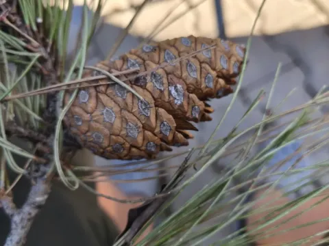 Eldar pine