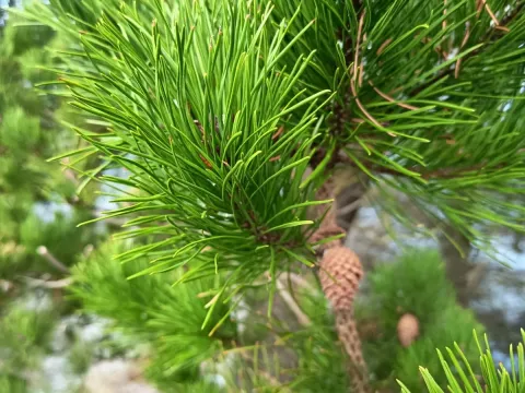 Lodgepole pine