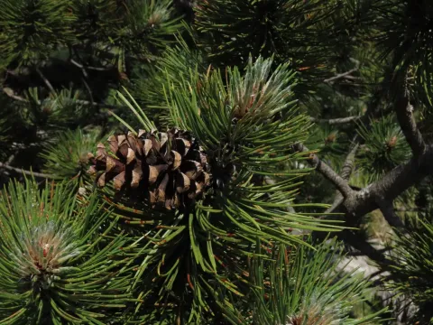 Bosnian pine