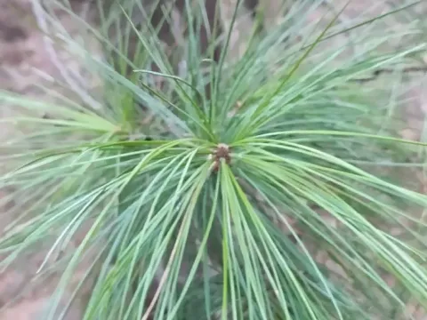 Siberian pine