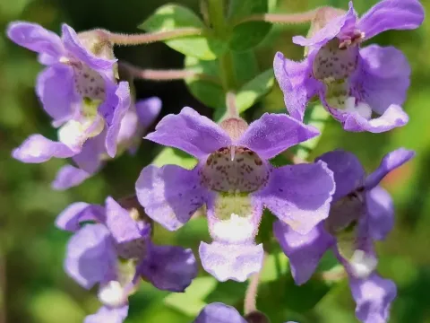 Angelonia