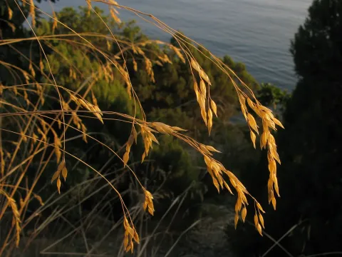 Ricegrass