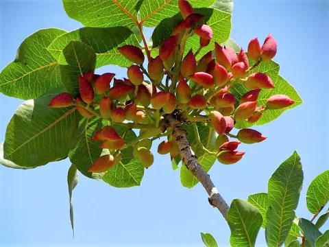 Pistachio