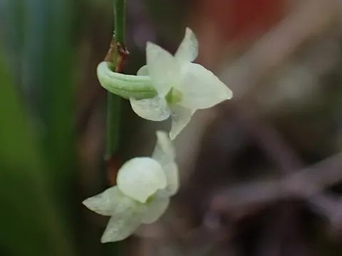 Angraecum