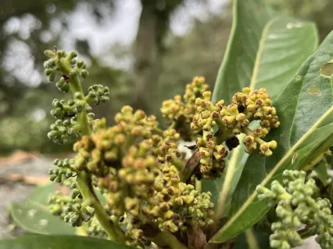 Aniba