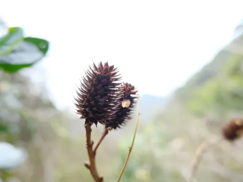 Platycarya