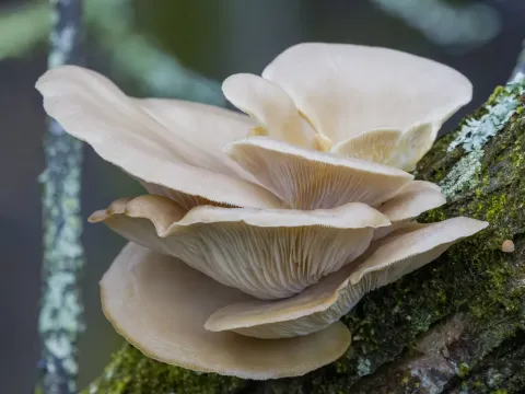 Oyster mushroom