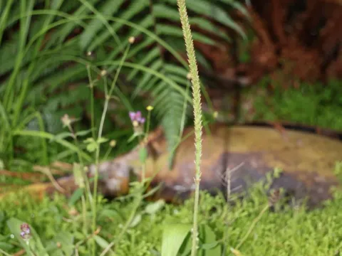 Plantain