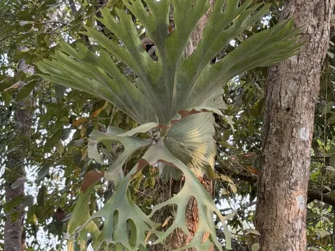 Staghorn fern