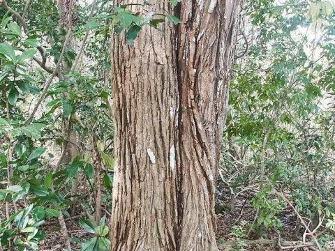 Platymiscium