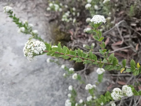 Platysace