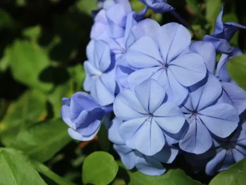 Plumbago