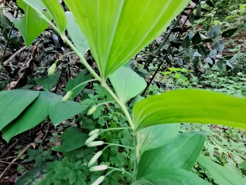 Solomon's seal