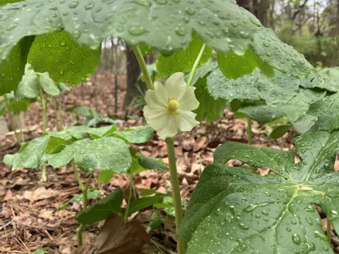 Podophyllum