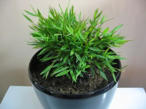 Pogonatherum