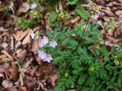 Jacob's ladder