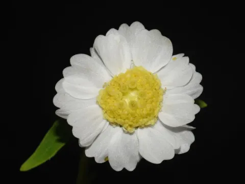 Polymnia