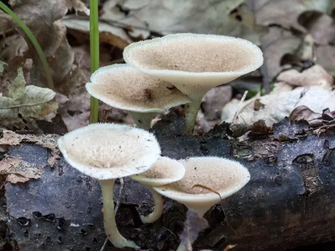 Polyporus