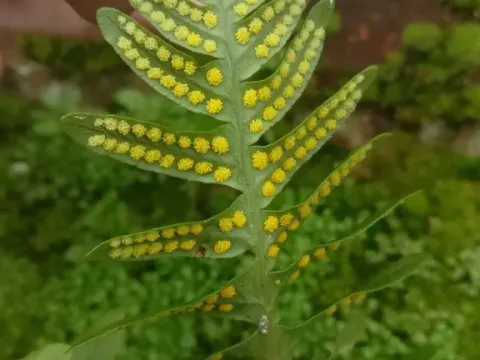 Common polypody