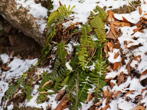 Holly fern